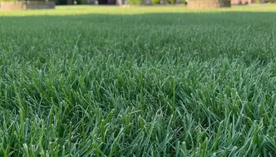 Close-up of evenly cut green grass showing expert lawn mowing by Chop Chop Landscaping in Oklahoma City, OK
