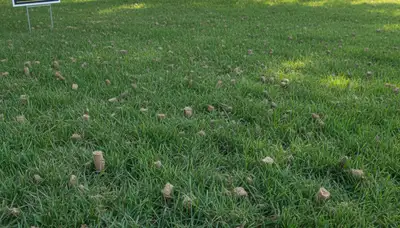 Healthy lawn recovering after aeration by Chop Chop Landscaping in Oklahoma City, OK